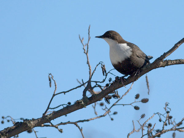 Koskikara, White-throated Dipper, Cinclus cinclus