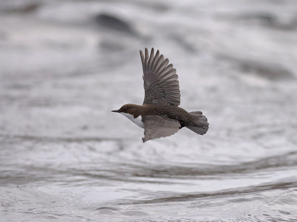 Koskikara, White-throated Dipper, Cinclus cinclus