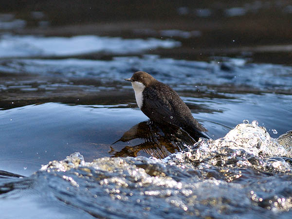 Koskikara, White-throated Dipper, Cinclus cinclus