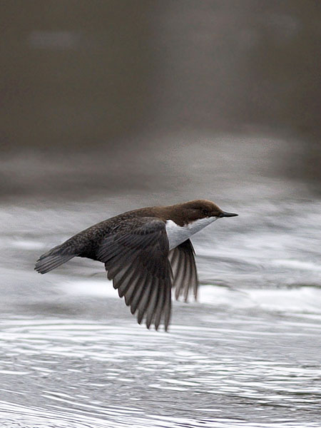 Koskikara, White-throated Dipper, Cinclus cinclus