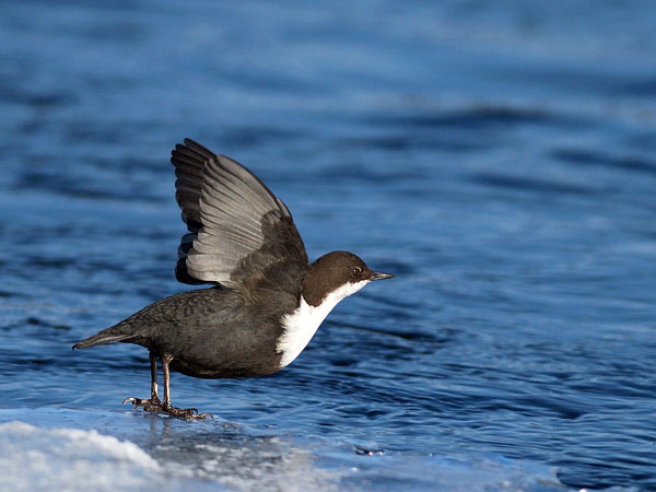 Koskikara, White-throated Dipper, Cinclus cinclus