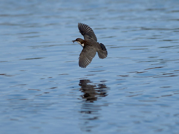Koskikara, White-throated Dipper, Cinclus cinclus