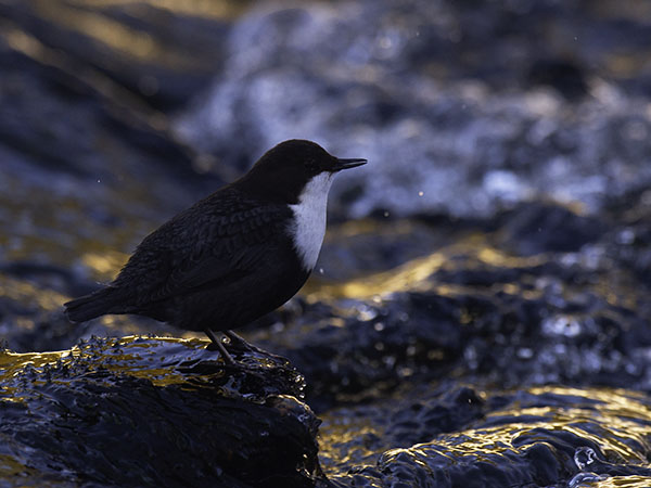 Koskikara, White-throated Dipper, Cinclus cinclus