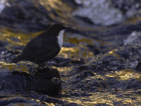 Koskikara, White-throated Dipper, Cinclus cinclus
