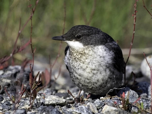 Koskikara, White-throated Dipper, Cinclus cinclus