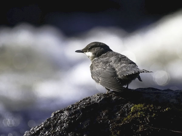 Koskikara, White-throated Dipper, Cinclus cinclus