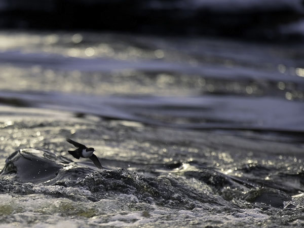 Koskikara, White-throated Dipper, Cinclus cinclus
