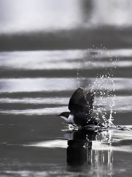 Koskikara, White-throated Dipper, Cinclus cinclus