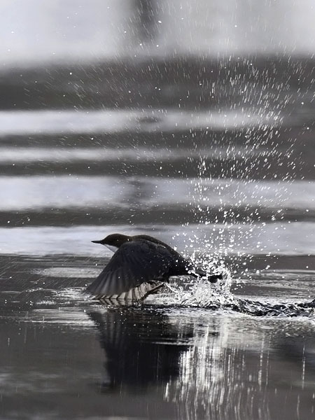 Koskikara, White-throated Dipper, Cinclus cinclus