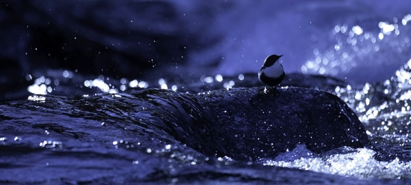 Koskikara, White-throated Dipper, Cinclus cinclus