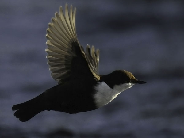 Koskikara, White-throated Dipper, Cinclus cinclus