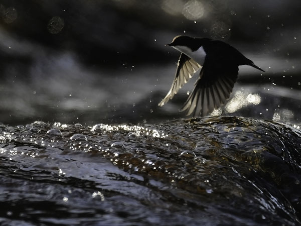 Koskikara, White-throated Dipper, Cinclus cinclus