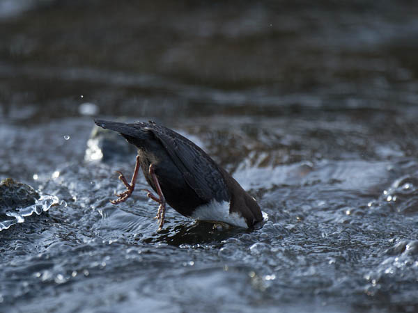 Koskikara, White-throated Dipper, Cinclus cinclus