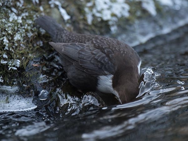 Koskikara, White-throated Dipper, Cinclus cinclus