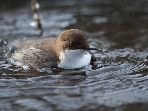 Koskikara, White-throated Dipper, Cinclus cinclus