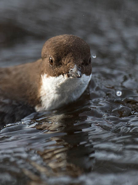 Koskikara, White-throated Dipper, Cinclus cinclus