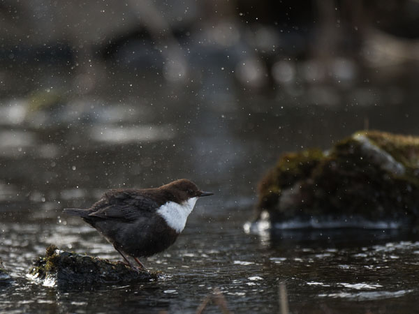 Koskikara, White-throated Dipper, Cinclus cinclus