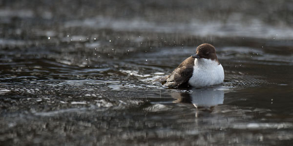 Koskikara, White-throated Dipper, Cinclus cinclus