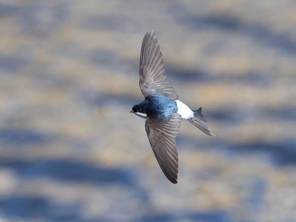 Räystäspääsky, Common House Martin, Delichon urbicum