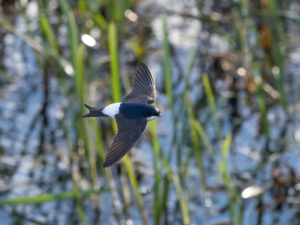 Räystäspääsky, Common House Martin, Delichon urbicum