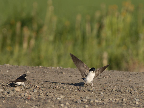 Räystäspääsky, Common House Martin, Delichon urbicum