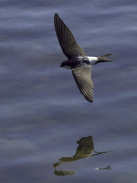 Räystäspääsky, Common House Martin, Delichon urbicum