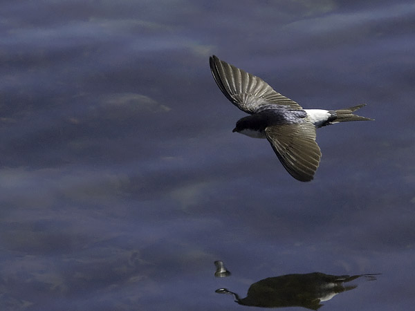 Räystäspääsky, Common House Martin, Delichon urbicum