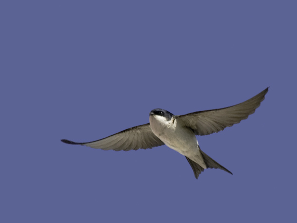 Räystäspääsky, Common House Martin, Delichon urbicum