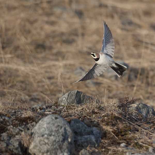 Tunturikiuru, Horned Lark, Eremophila alpestris