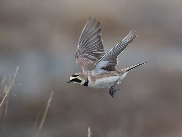 Tunturikiuru, Horned Lark, Eremophila alpestris