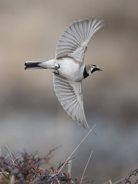 Tunturikiuru, Horned Lark, Eremophila alpestris