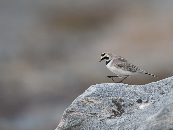 Tunturikiuru, Horned Lark, Eremophila alpestris
