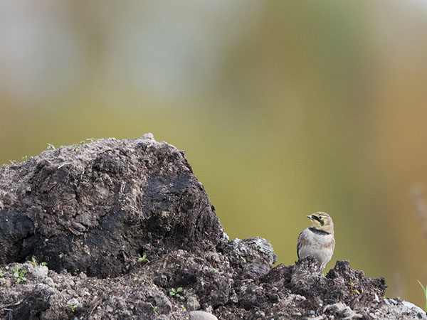 Tunturikiuru, Horned Lark, Eremophila alpestris