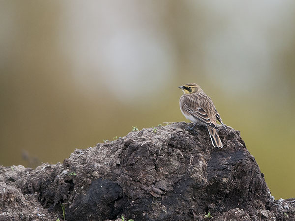 Tunturikiuru, Horned Lark, Eremophila alpestris