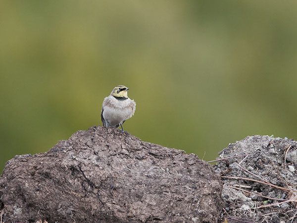 Tunturikiuru, Horned Lark, Eremophila alpestris