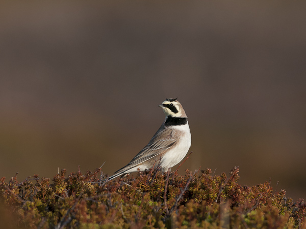 Tunturikiuru, Horned Lark, Eremophila alpestris