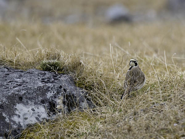 Tunturikiuru, Horned Lark, Eremophila alpestris