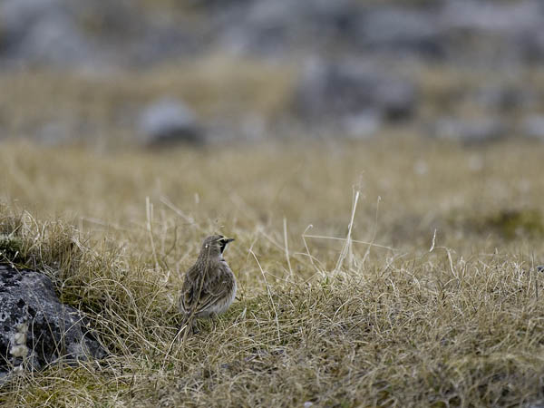Tunturikiuru, Horned Lark, Eremophila alpestris