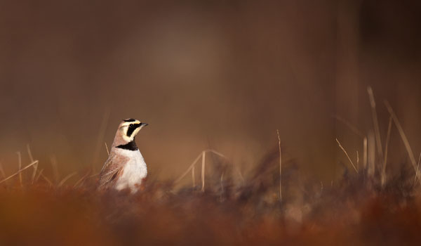 Tunturikiuru, Horned Lark, Eremophila alpestris