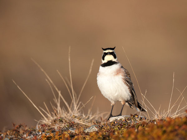 Tunturikiuru, Horned Lark, Eremophila alpestris