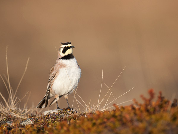 Tunturikiuru, Horned Lark, Eremophila alpestris