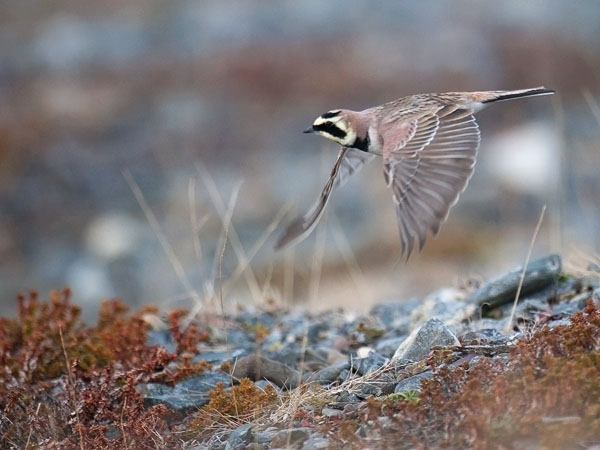 Tunturikiuru, Horned Lark, Eremophila alpestris
