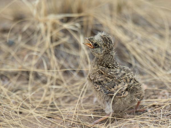 Tunturikiuru, Horned Lark, Eremophila alpestris