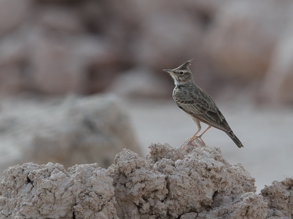 Töyhtökiuru, Crested Lark, Galerida cristata