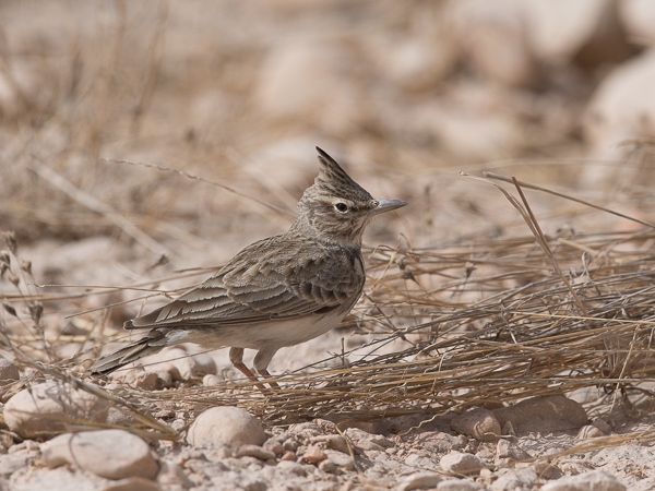 Töyhtökiuru, Crested Lark, Galerida cristata