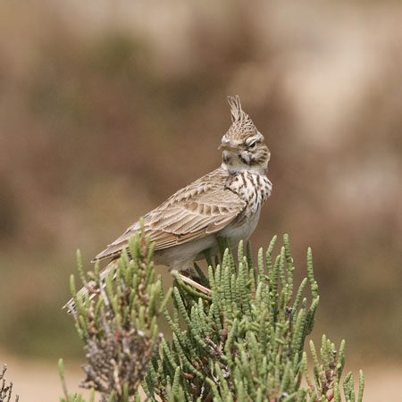 Töyhtökiuru, Crested Lark, Galerida cristata