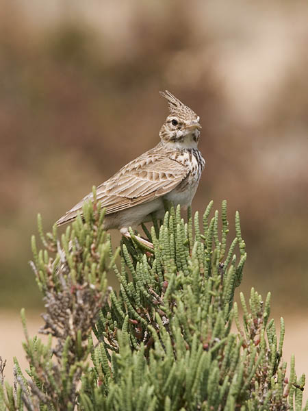 Töyhtökiuru, Crested Lark, Galerida cristata