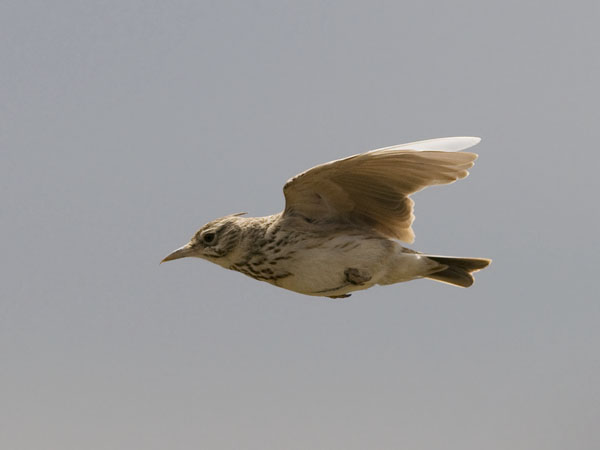 Töyhtökiuru, Crested Lark, Galerida cristata