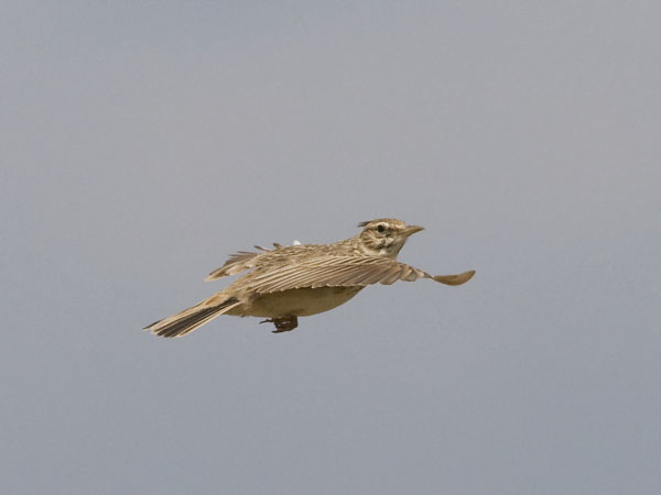 Töyhtökiuru, Crested Lark, Galerida cristata