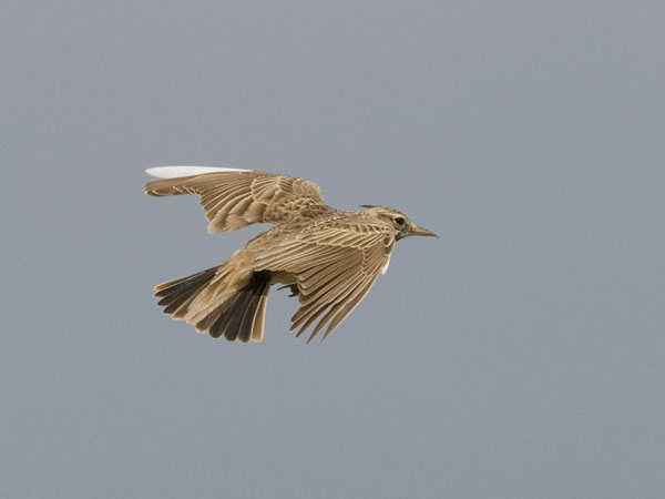Töyhtökiuru, Crested Lark, Galerida cristata